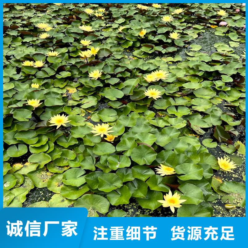 粉色荷花苗厂家价格合理