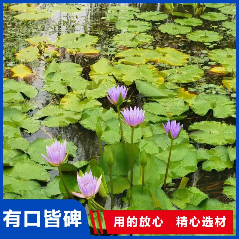 ：挺水植物生产厂家