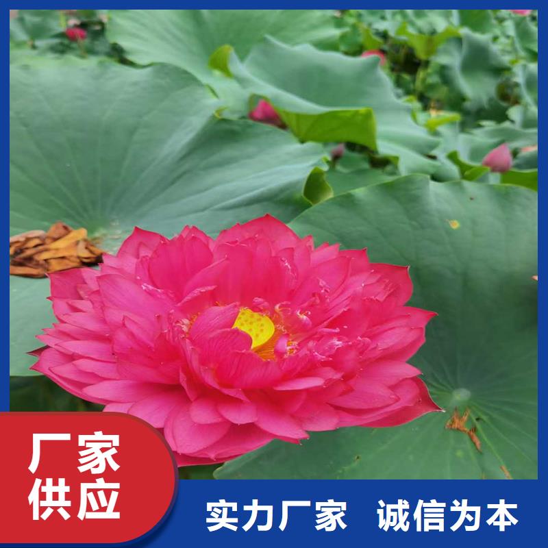 ：挺水植物生产厂家