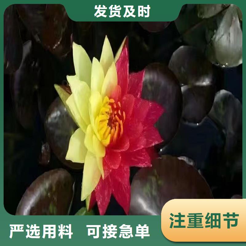 优惠的观赏荷花种苗品牌厂家