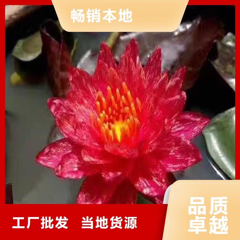 抗碱荷花苗、抗碱荷花苗生产厂家-型号齐全