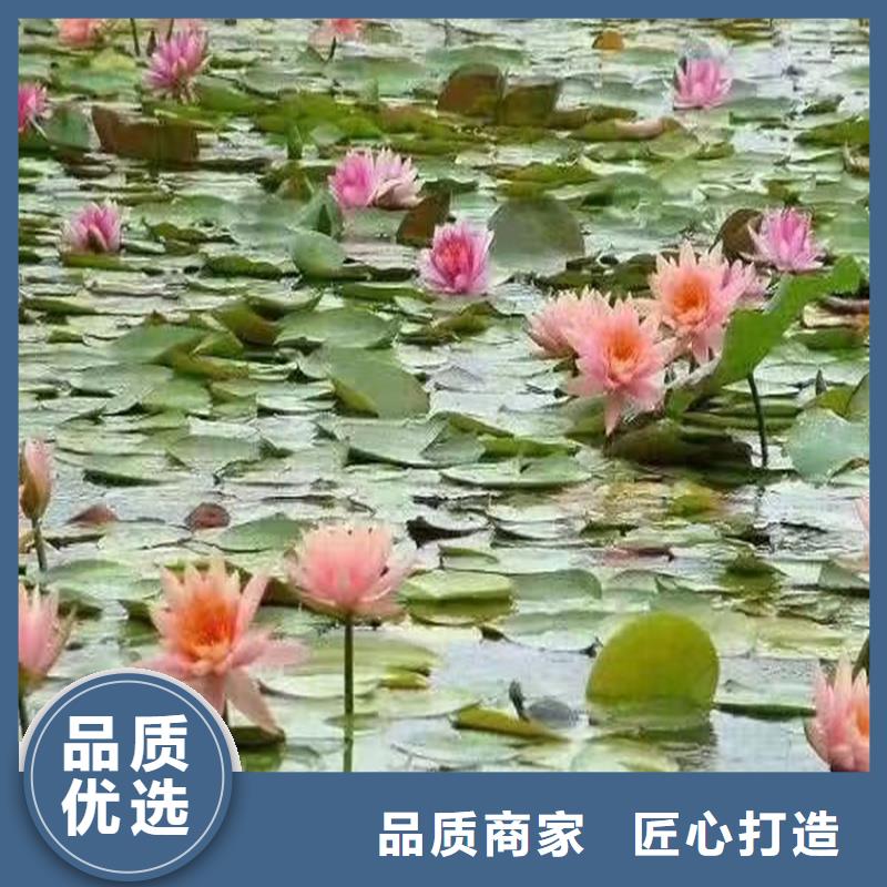 重瓣荷花苗以诚为本