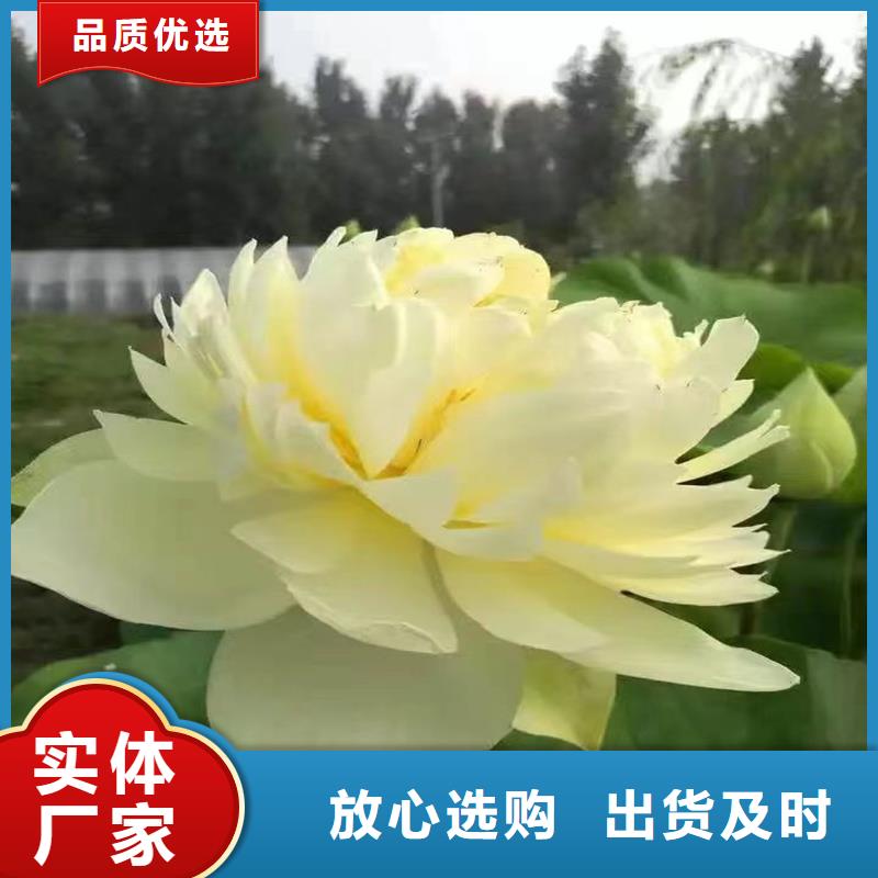 重瓣荷花苗源头厂家