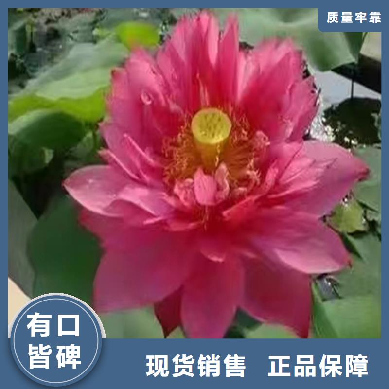 池塘荷花苗实力厂家