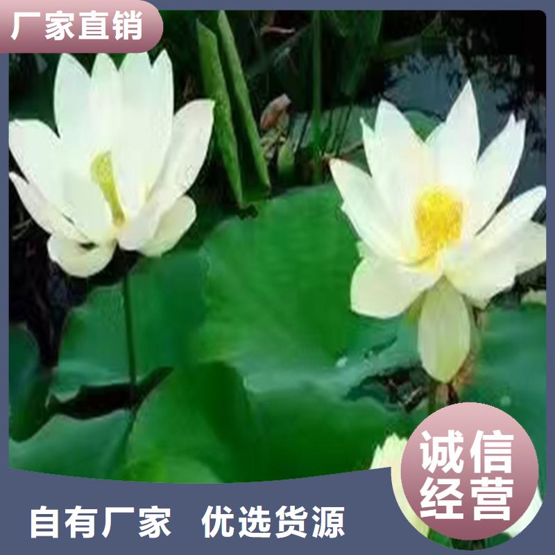 供应批发深水荷花苗-省心