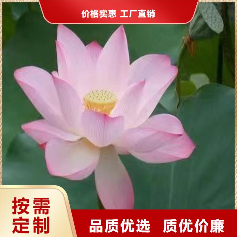 供应批发深水荷花苗-省心
