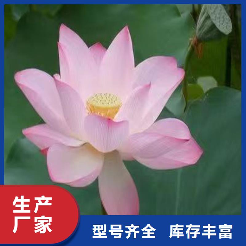 碗莲苗畅销全国