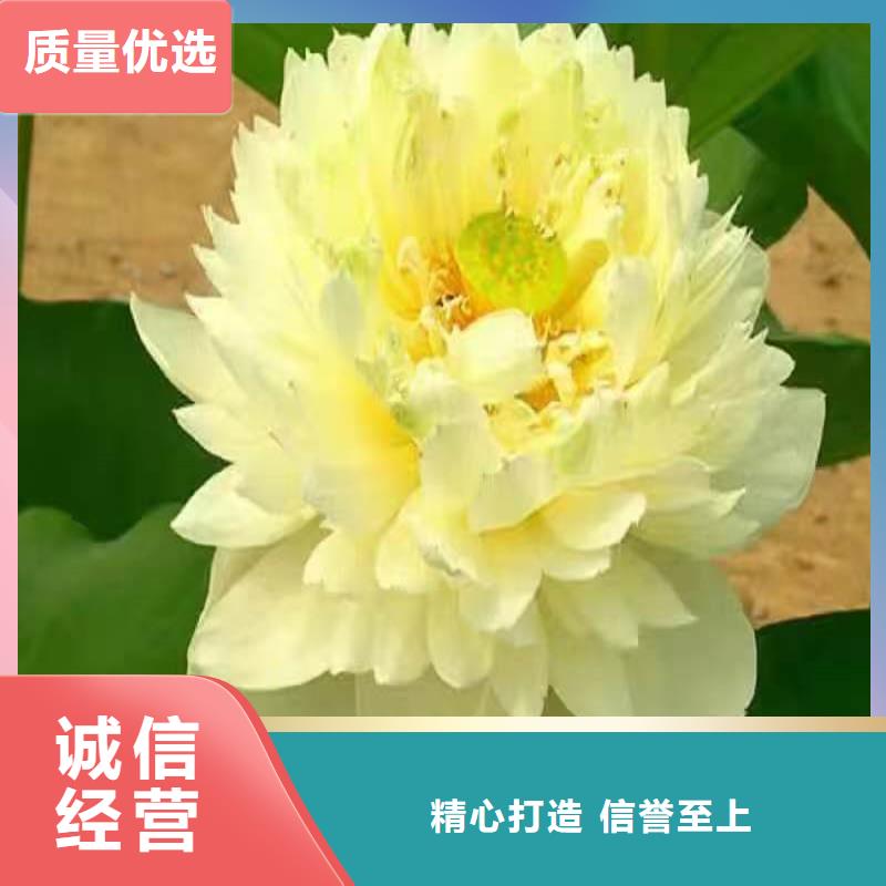 优惠的观赏荷花种苗品牌厂家
