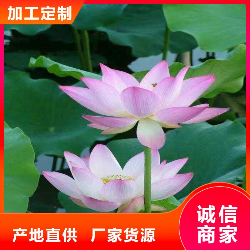 供应批发深水荷花苗-省心