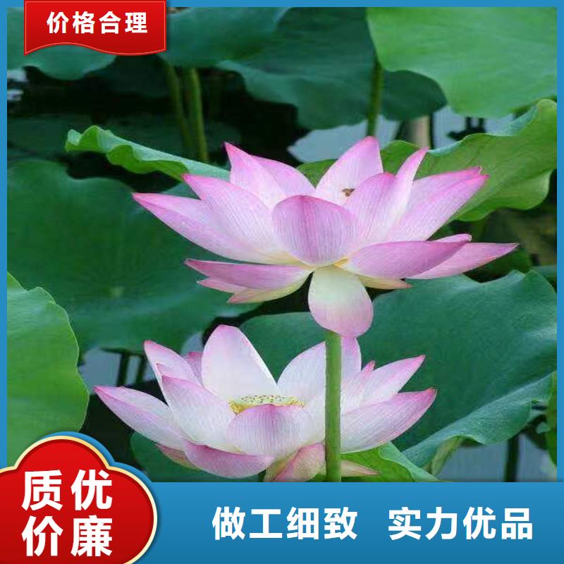 种植荷花苗-生产厂家