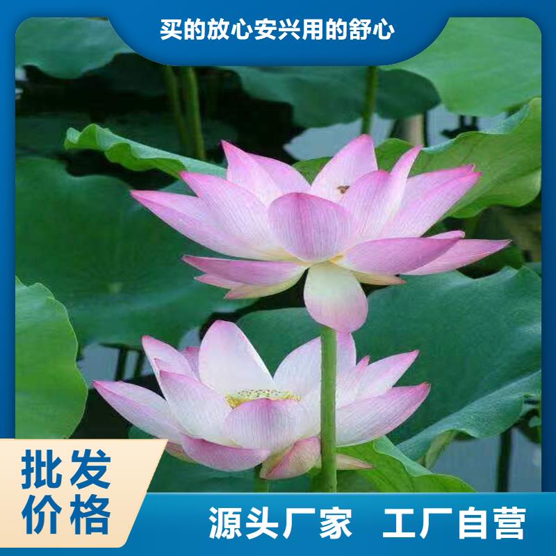 优惠的观赏荷花种苗品牌厂家
