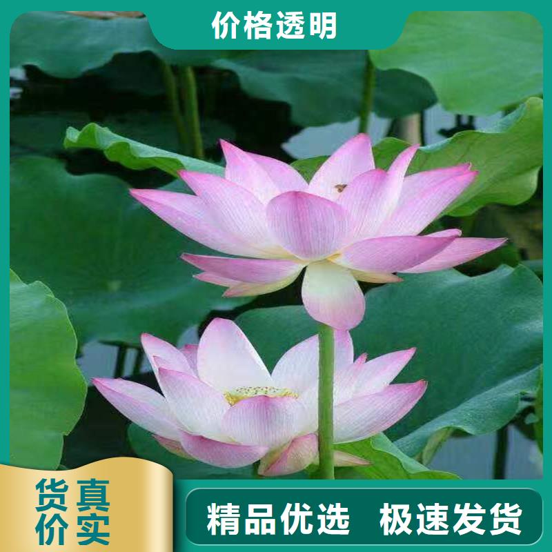 池塘荷花苗实力厂家