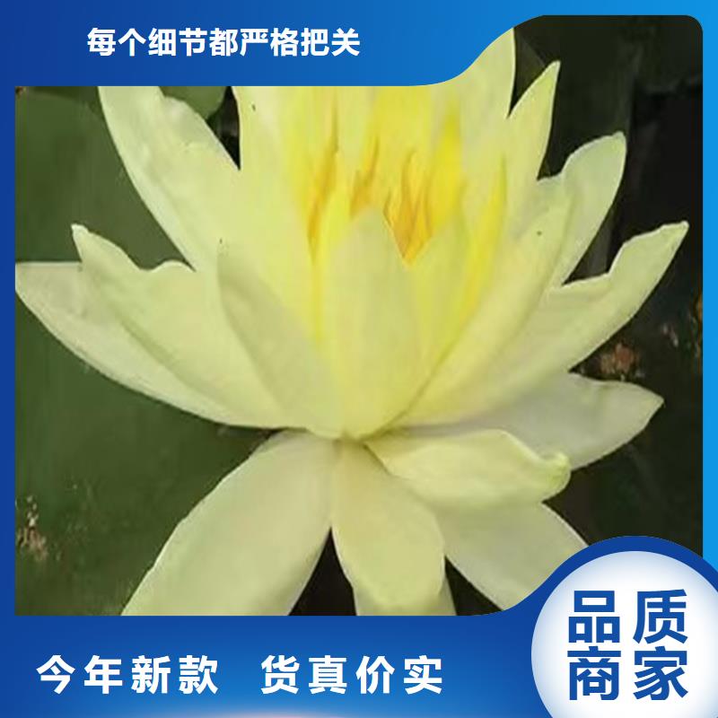 优惠的观赏荷花种苗品牌厂家