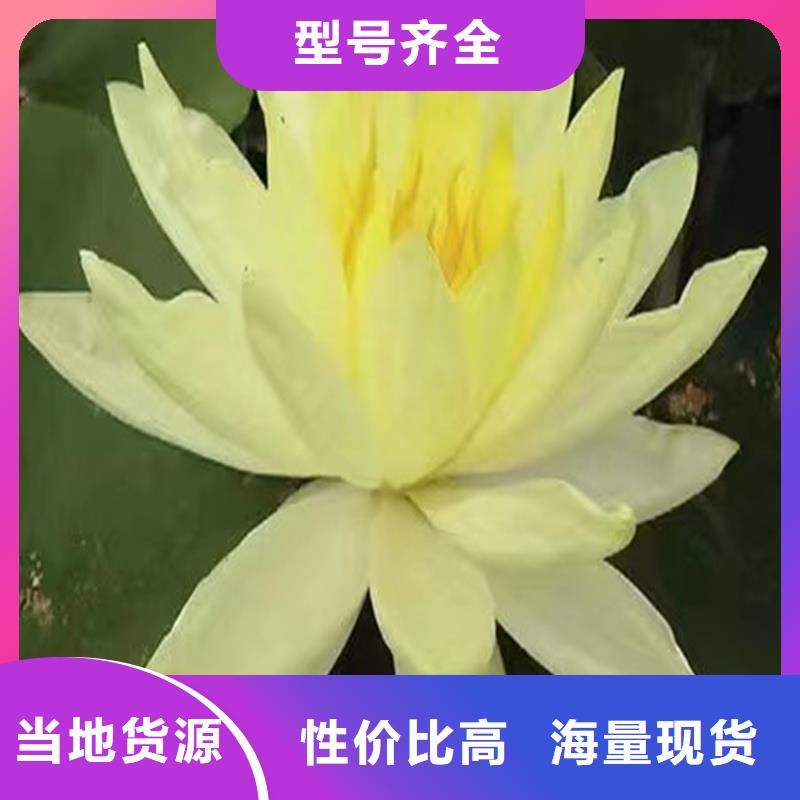 种植荷花苗-生产厂家