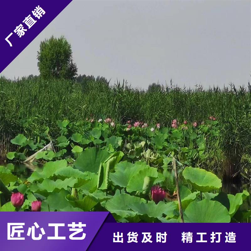 碗莲苗畅销全国