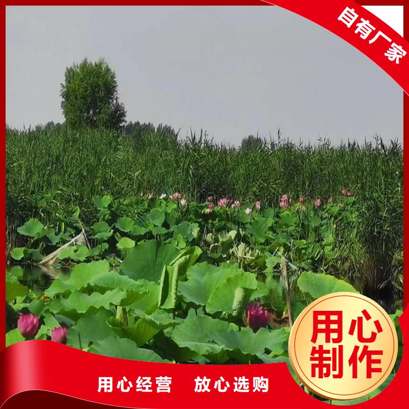 优惠的观赏荷花种苗品牌厂家