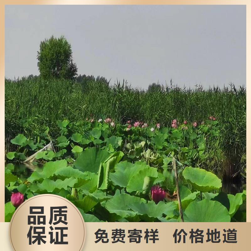 观赏荷花苗费用