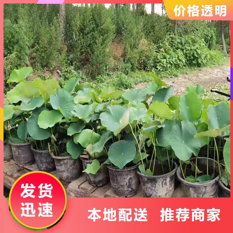 规格齐全的莲藕种苗销售厂家