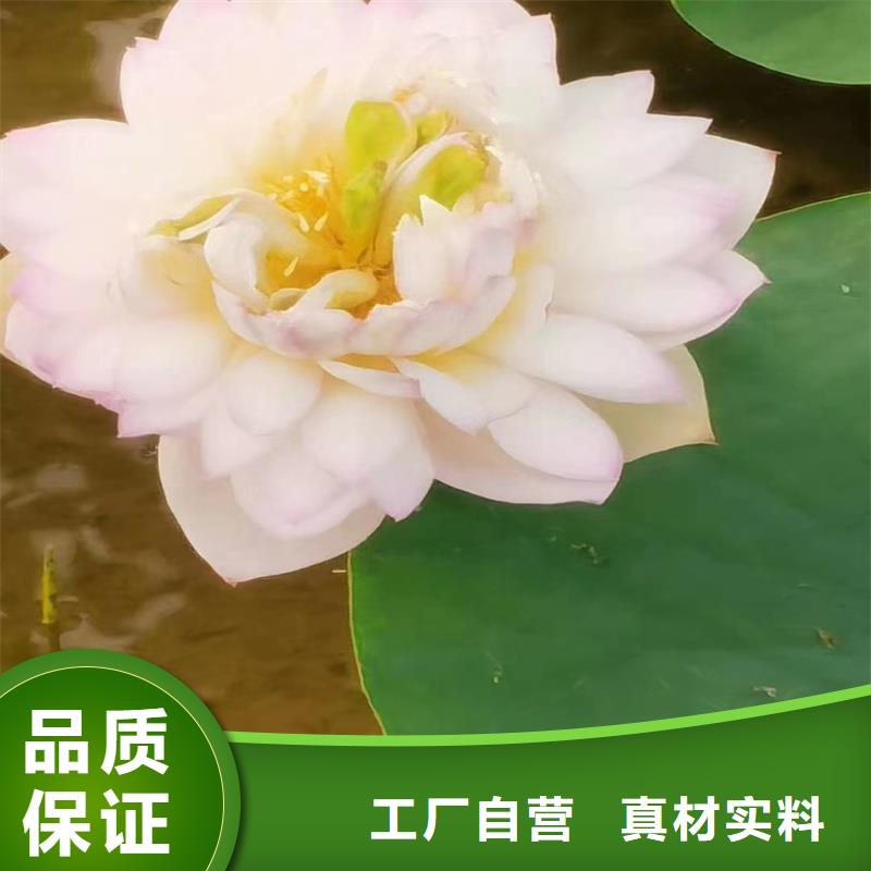 重瓣荷花苗源头厂家