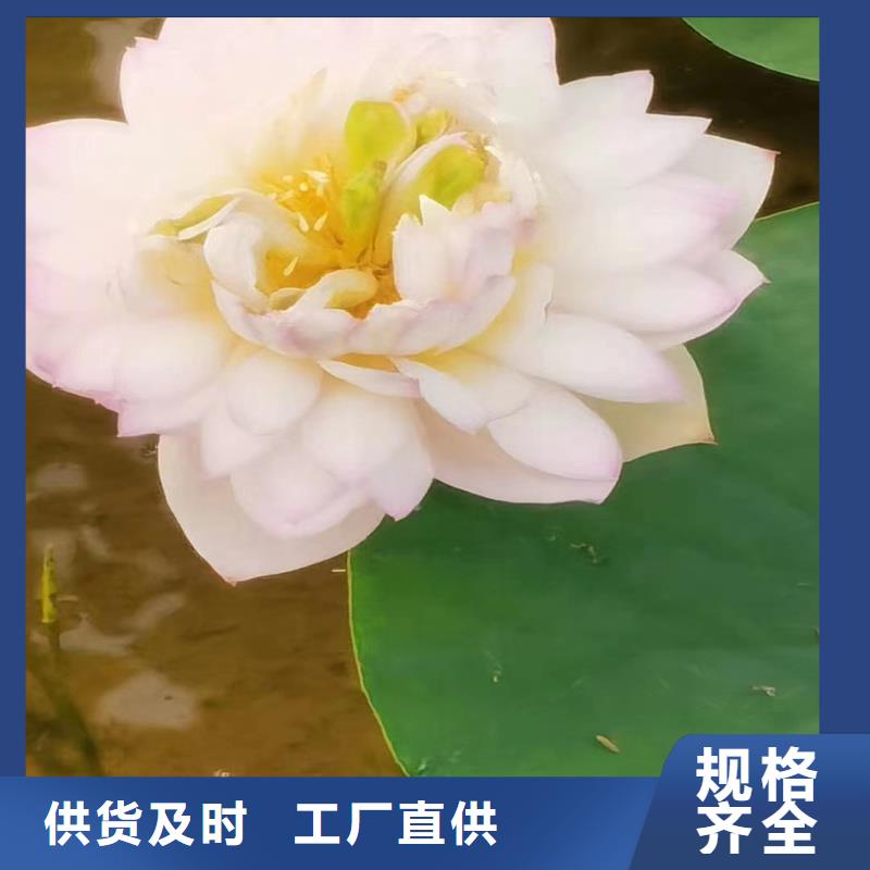 供应批发深水荷花苗-省心