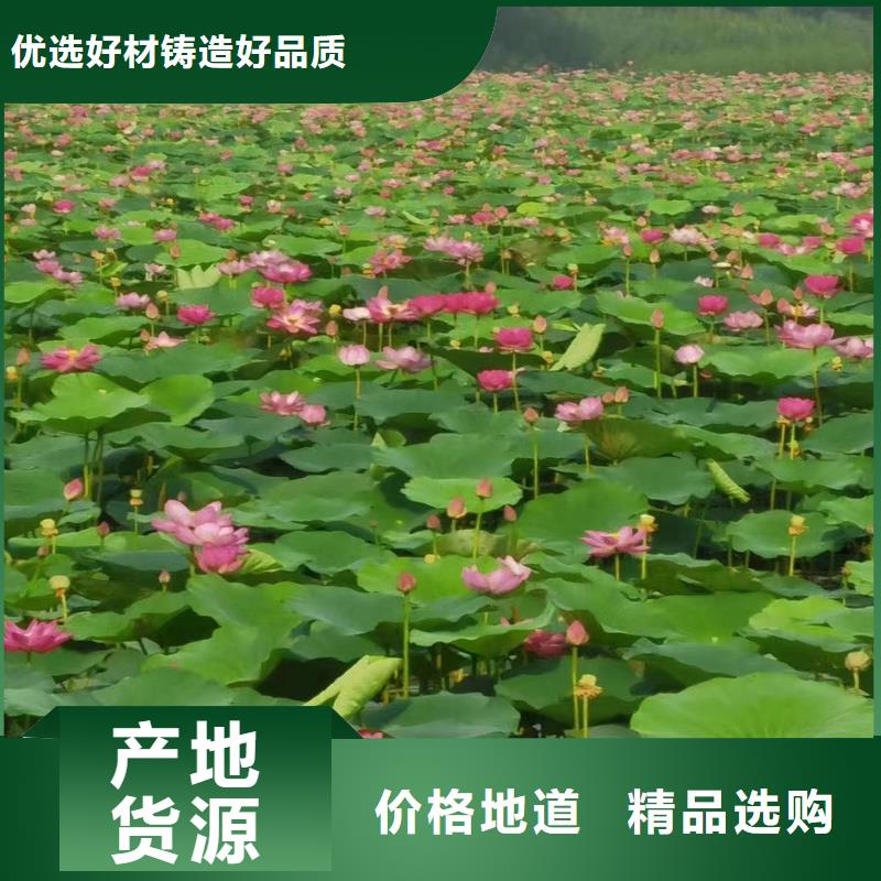 优惠的观赏荷花种苗品牌厂家