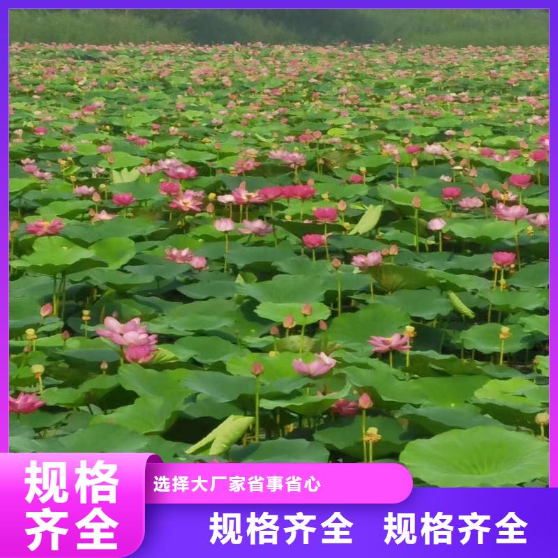 碗莲苗畅销全国