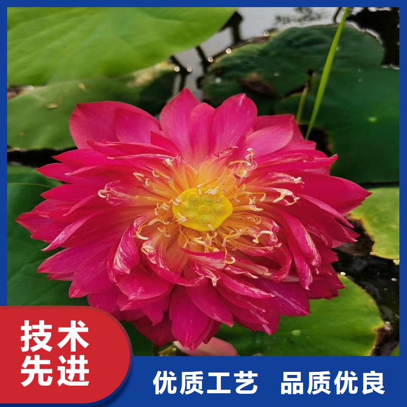 优惠的观赏荷花种苗品牌厂家