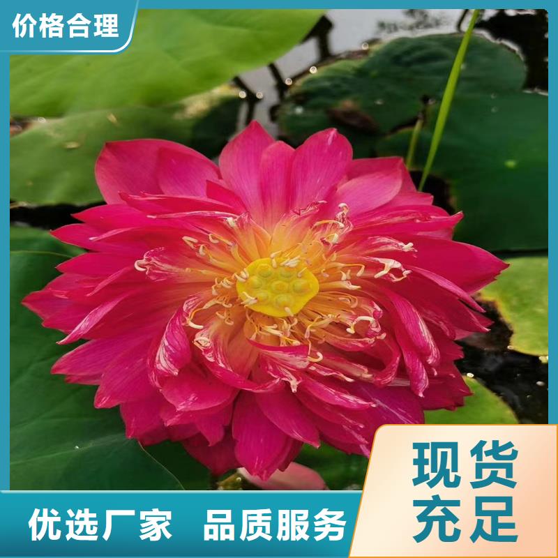 碗莲苗畅销全国