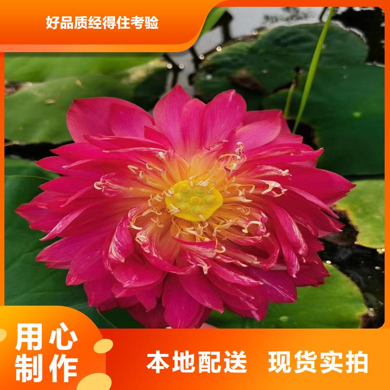 粉色荷花苗厂家价格合理