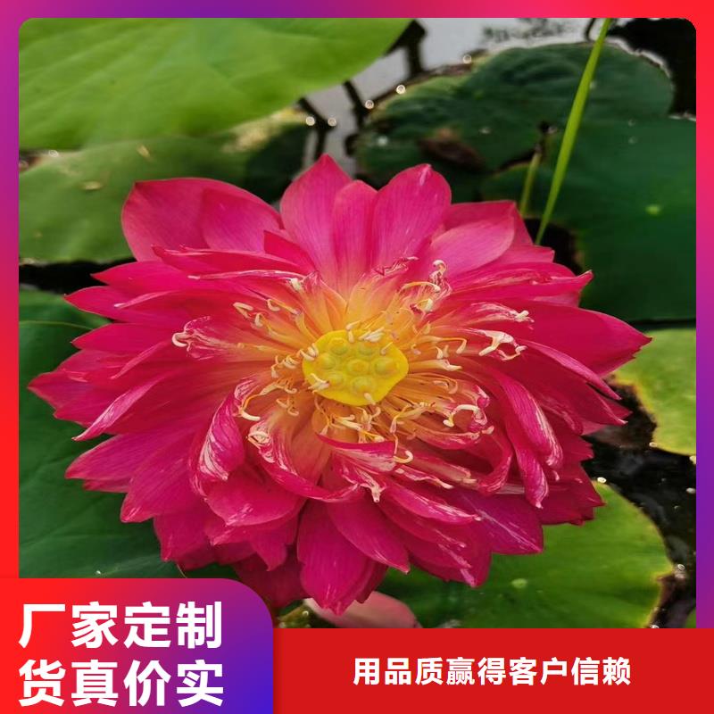 规格齐全的莲藕种苗销售厂家