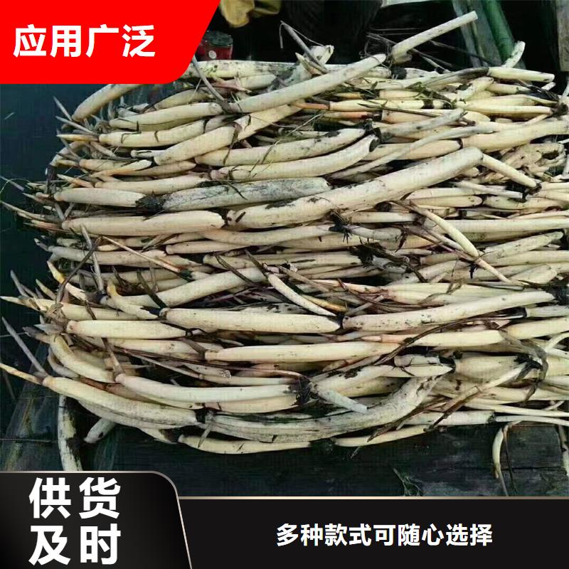 重瓣荷花苗源头厂家