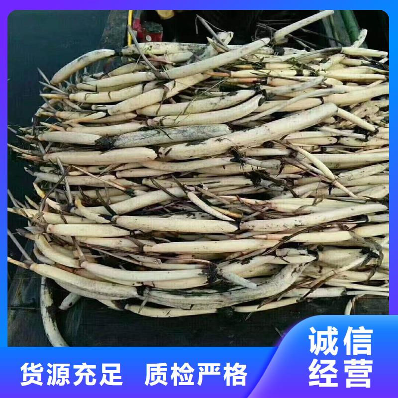 观赏荷花苗费用