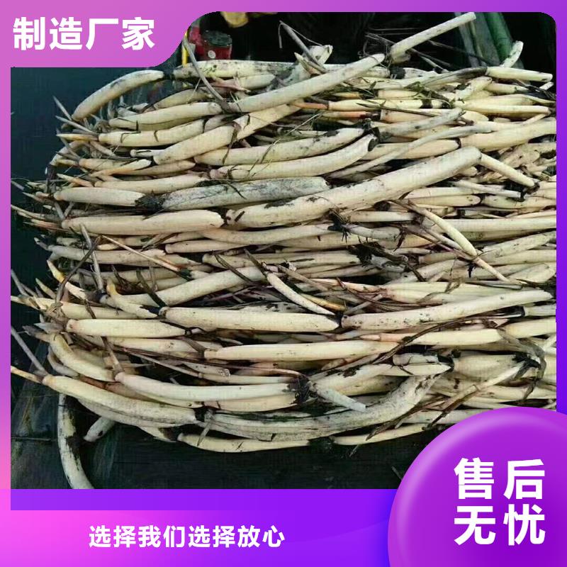 优惠的观赏荷花种苗品牌厂家