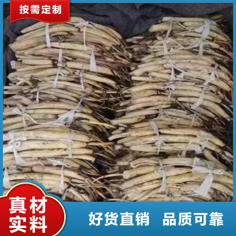 碗莲苗畅销全国