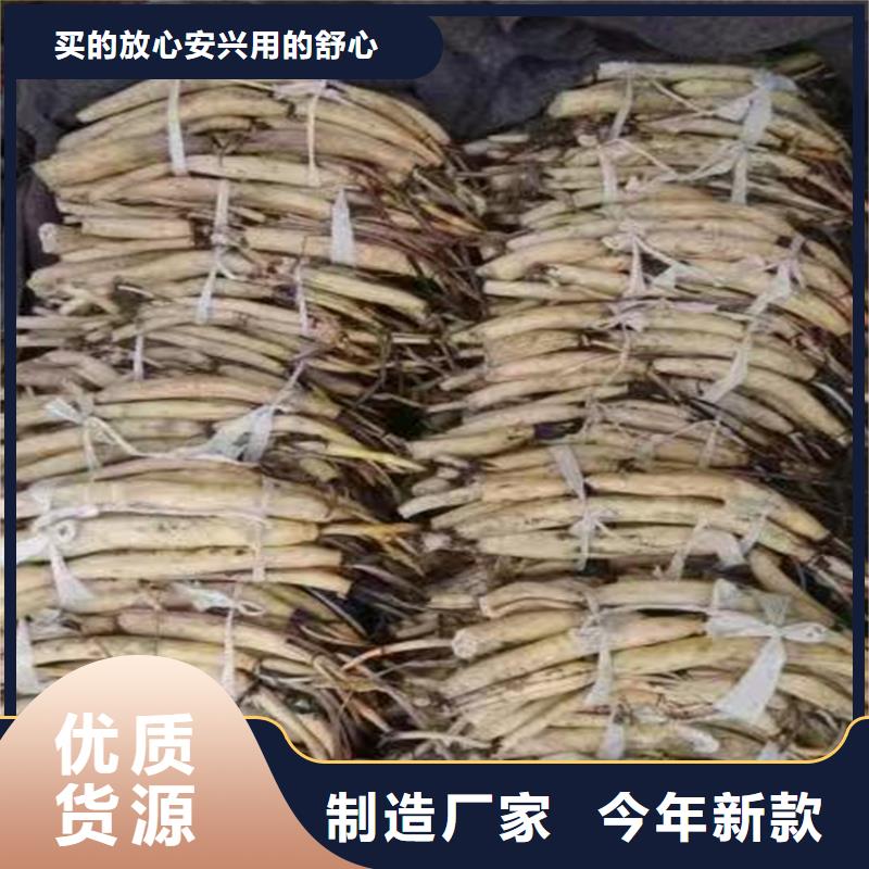 重瓣荷花苗源头厂家