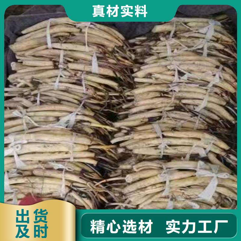 优惠的观赏荷花种苗品牌厂家