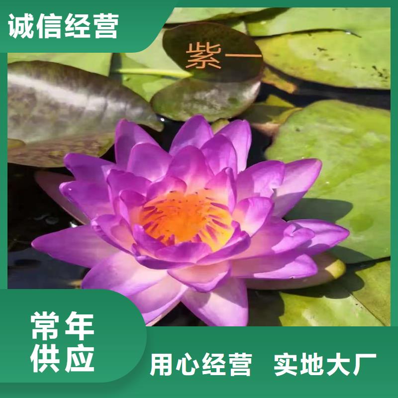 粉色荷花苗厂家价格合理