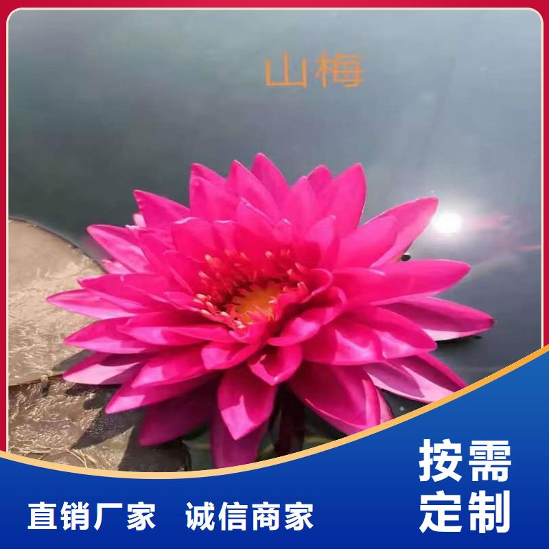 观赏荷花苗费用