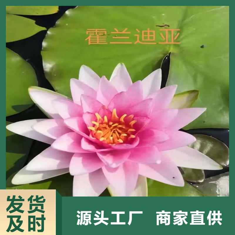 碗莲苗畅销全国