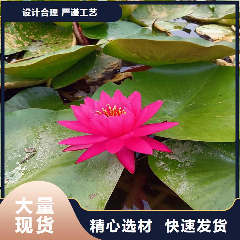 优惠的观赏荷花种苗品牌厂家