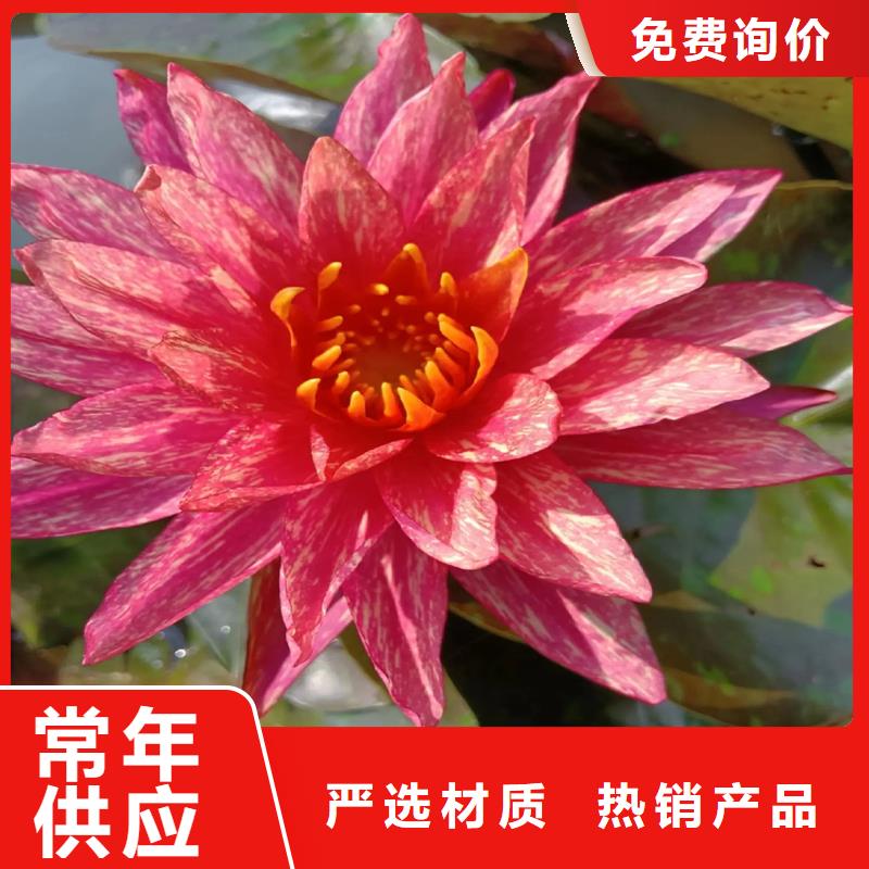 重瓣荷花苗源头厂家