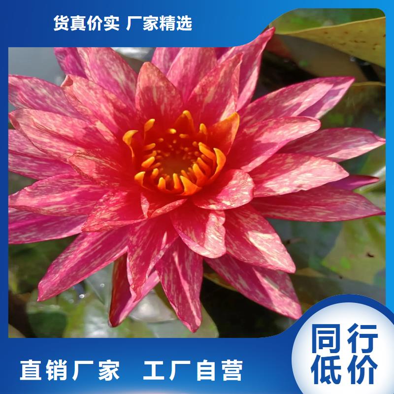 规格齐全的莲藕种苗销售厂家