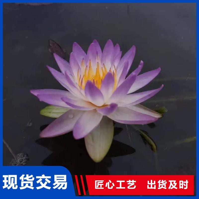 粉色荷花苗厂家价格合理