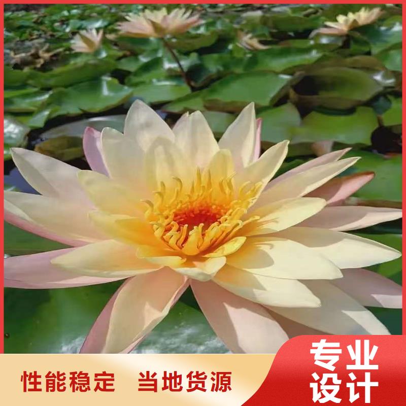池塘荷花苗实力厂家