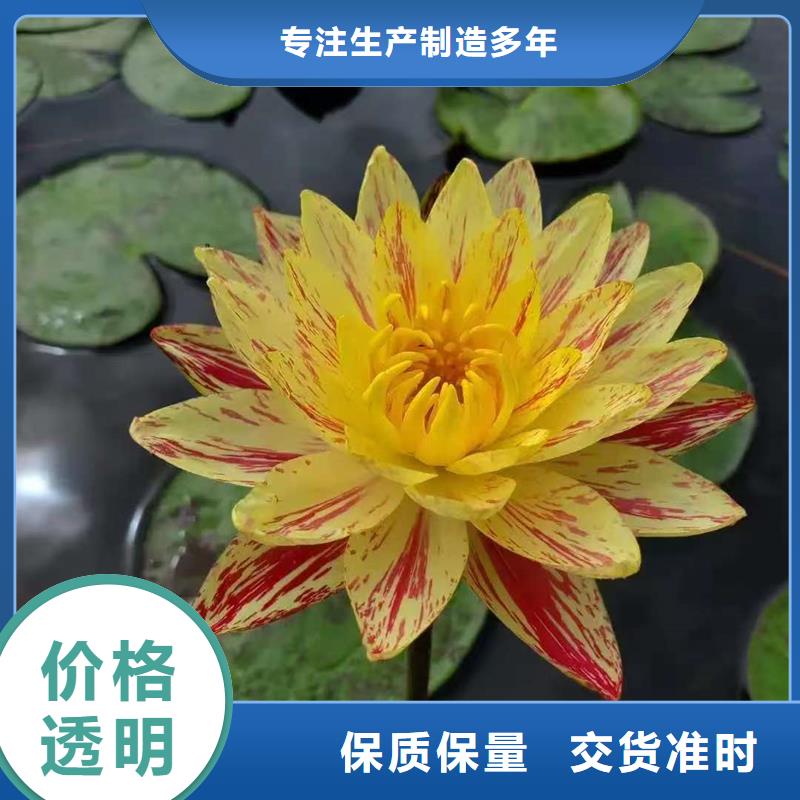 ：挺水植物生产厂家