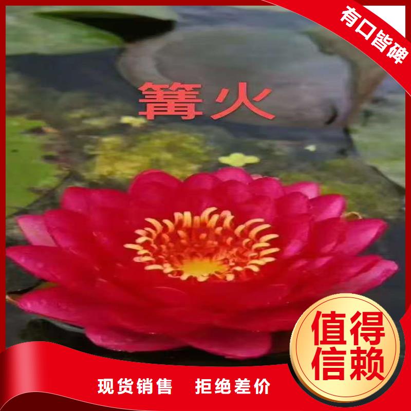 ：挺水植物生产厂家