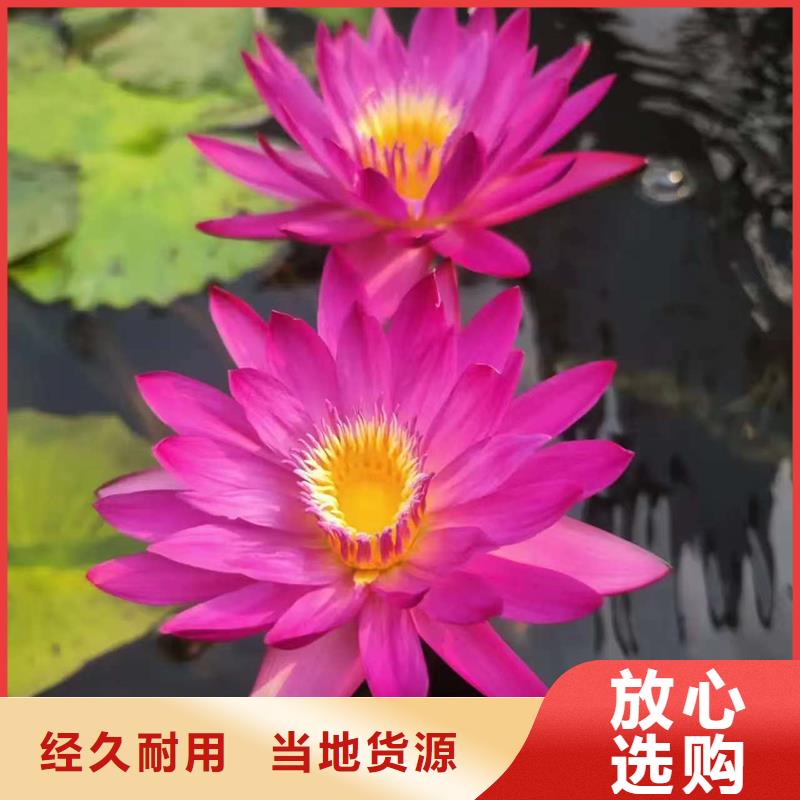 供应批发深水荷花苗-省心