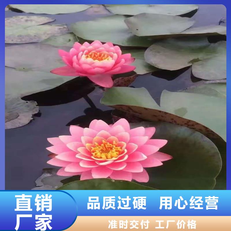 荷花莲藕苗、荷花莲藕苗厂家-库存充足