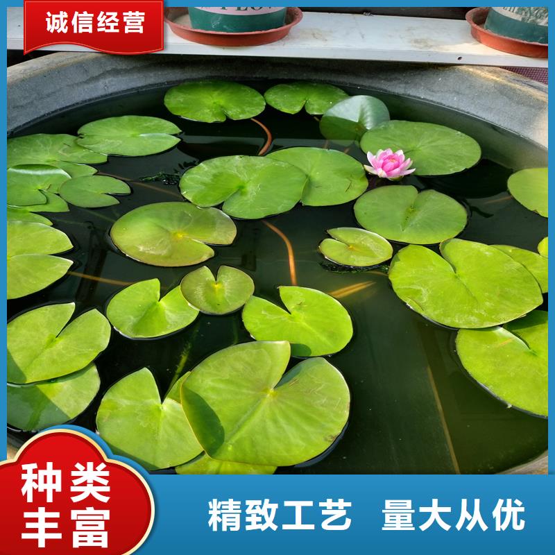 高品质水生植物供应商