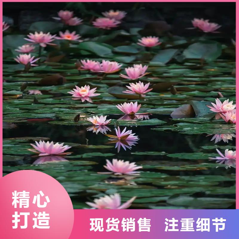 碗莲苗畅销全国